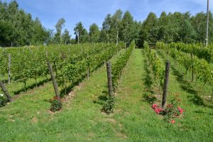 Winnica Komodzianka - widok na krzewy winogron